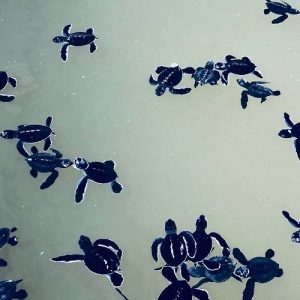 Turtle Hatchery Tour