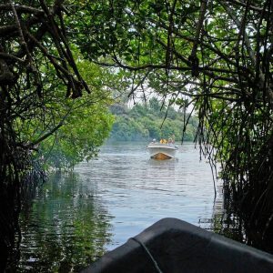 madu-river-mangrove-cave